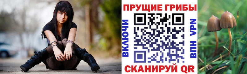 Купить закладки  Ивантеевка  Псилоцибиновые грибы Psilocybe 